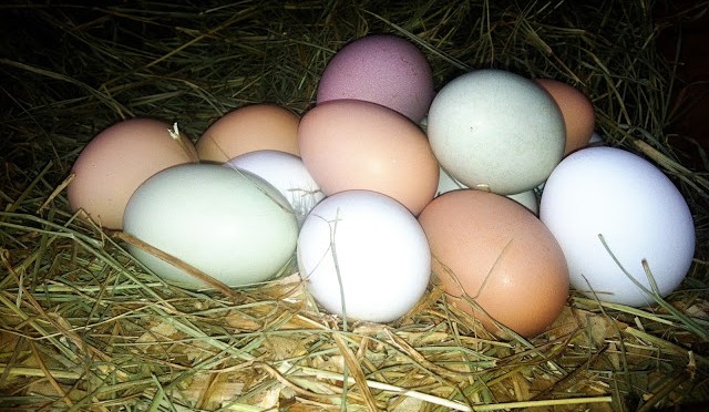 Solace Farms, Lake Worth, Florida