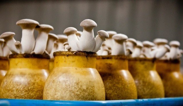 Hamakua heritage Farms – Hamakua Mushrooms